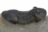 Paralejurus Trilobite Fossil - Atchana, Morocco #312799-3